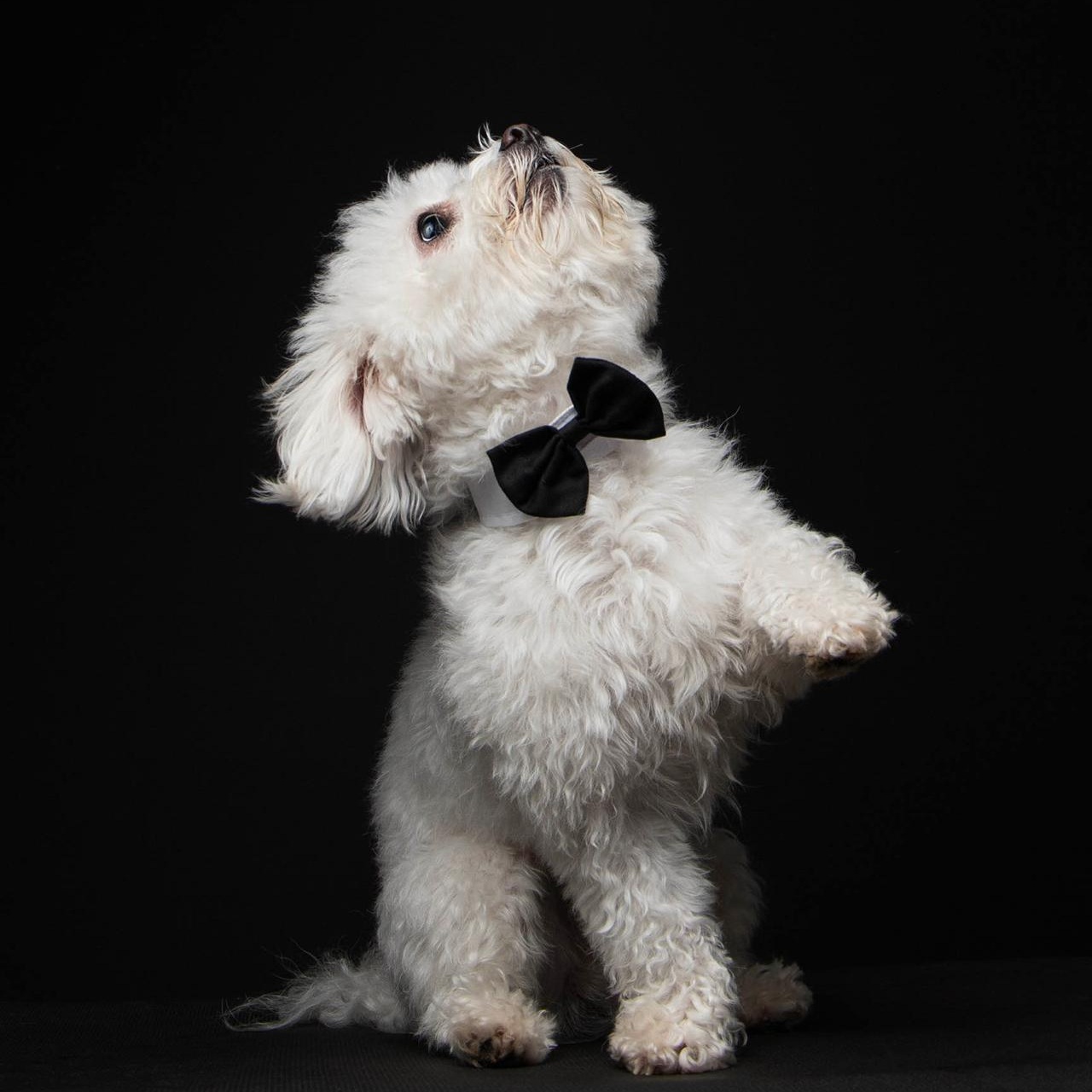 My dog